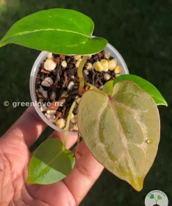 Image of an Anthurium "Plum Aura" bred by the rare plant specialist greenlove_nz