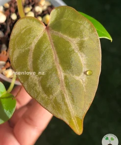 Image of the new leaf from Anthurium "Plum Aura"