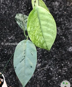 Hoya coriacea 'Silver'