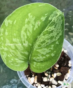 Image of a Rare Scindapsus Exotica Mejile sp Sumatra