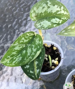 Rare Scindapsus Majika