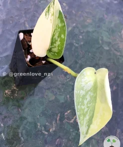 Scindapsus Exotica Aurea