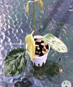 Hoya coriacea 'Silver'