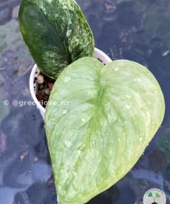 Rare Scindapsus Pangrango