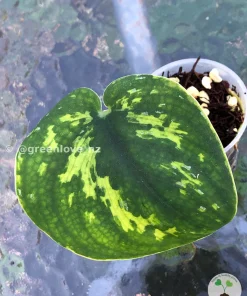 Highly Rare Scindapsus 'Macan'