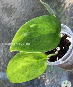 Rare Scindapsus Exotica 'Green Emerald'