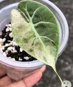 Alocasia Watsoniana Doff. Pink Variegated