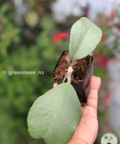 Hoya Kerrii Full Silver
