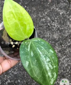 Hoya latifolia 'Snow Queen'