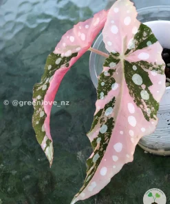 Begonia Maculata Pink Variegated