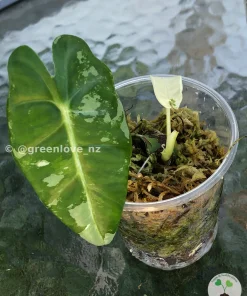 Variegated Alocasia Frydek