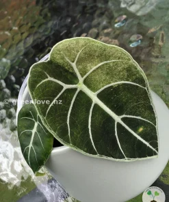 Alocasia Watsoniana Doff. Pink Variegated