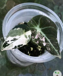 Alocasia Black Velvet Pink Variegated