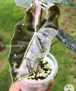 Alocasia Pseudo Sanderiana Pink Variegated - Corm Grown