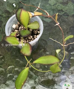 Hoya Panchoi