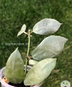 Hoya lacunosa 'Silver ABS'